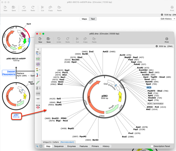 SnapGene mac�汾��ͼ2