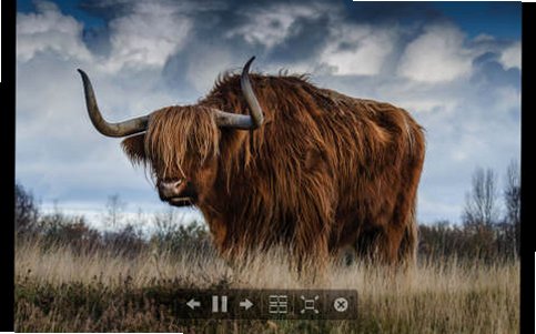 WidsMob Image Viewer for Mac���԰��ͼ1