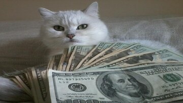 CashCatè��Meme���������Ͷ��Ϣ��ͼ