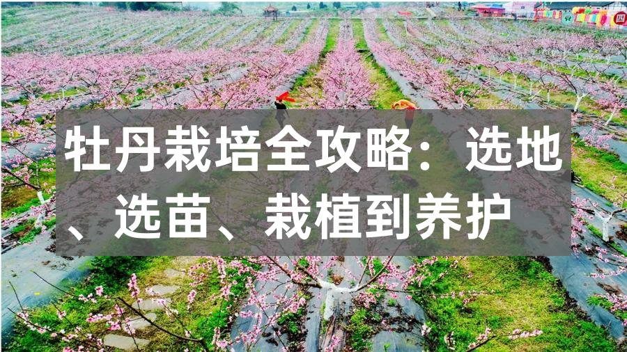 龙池牡丹2026最新版上盆选苗实操步骤图