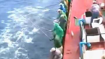 鲸渔出海捕鱼多人房间对战实况