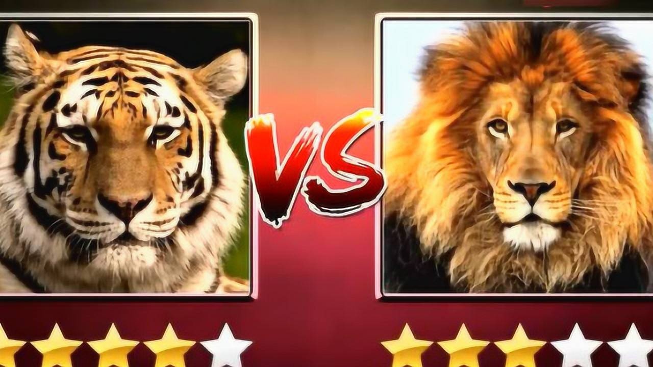 动物世界对决狮子老虎谁更强实战分析