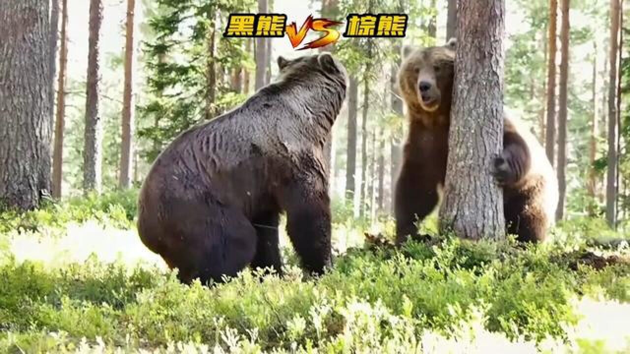 动物世界对决棕熊抢食暴力场面实拍