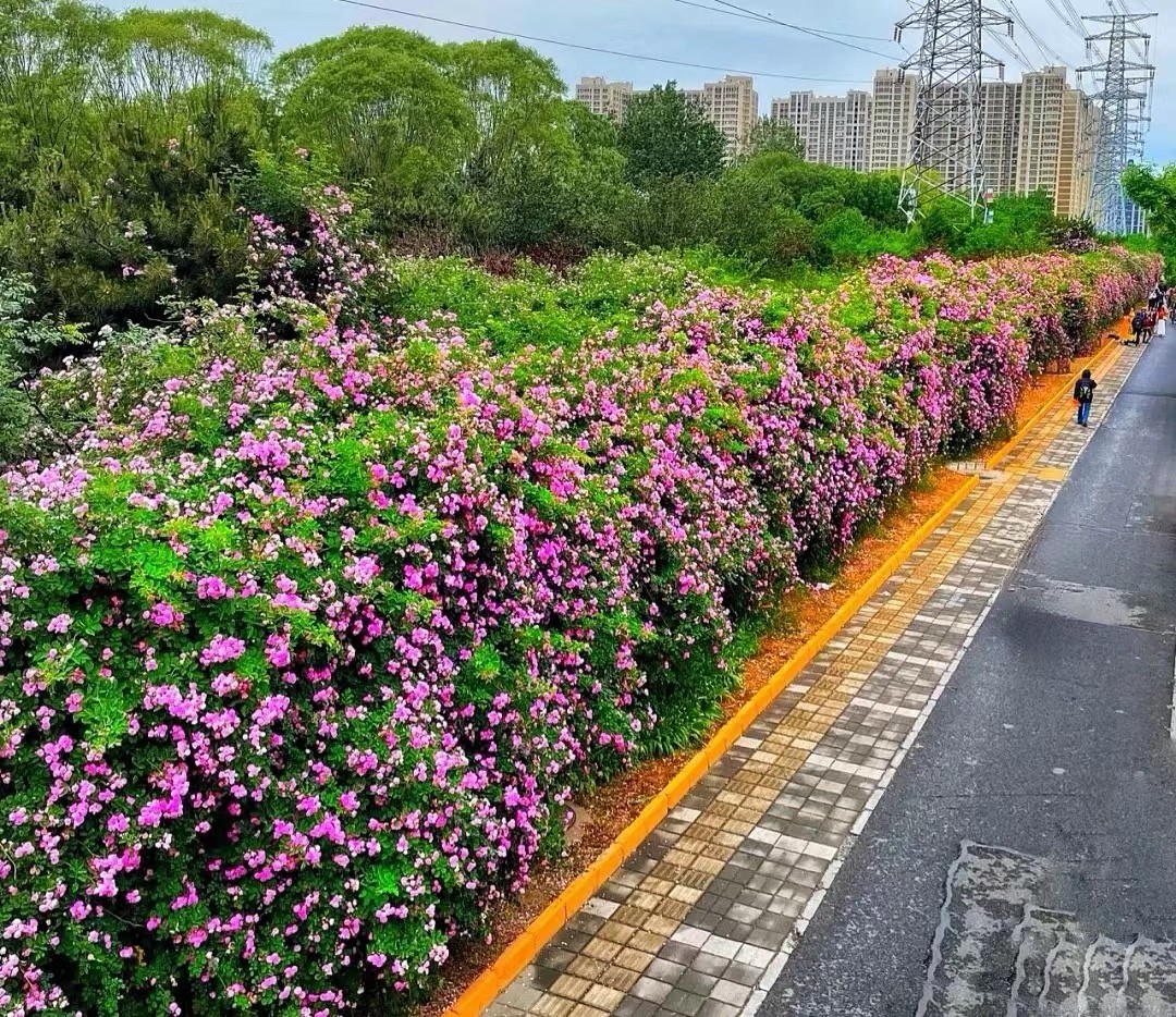 花径 河边蔷薇花墙日落漫步路线 城市秘境推荐