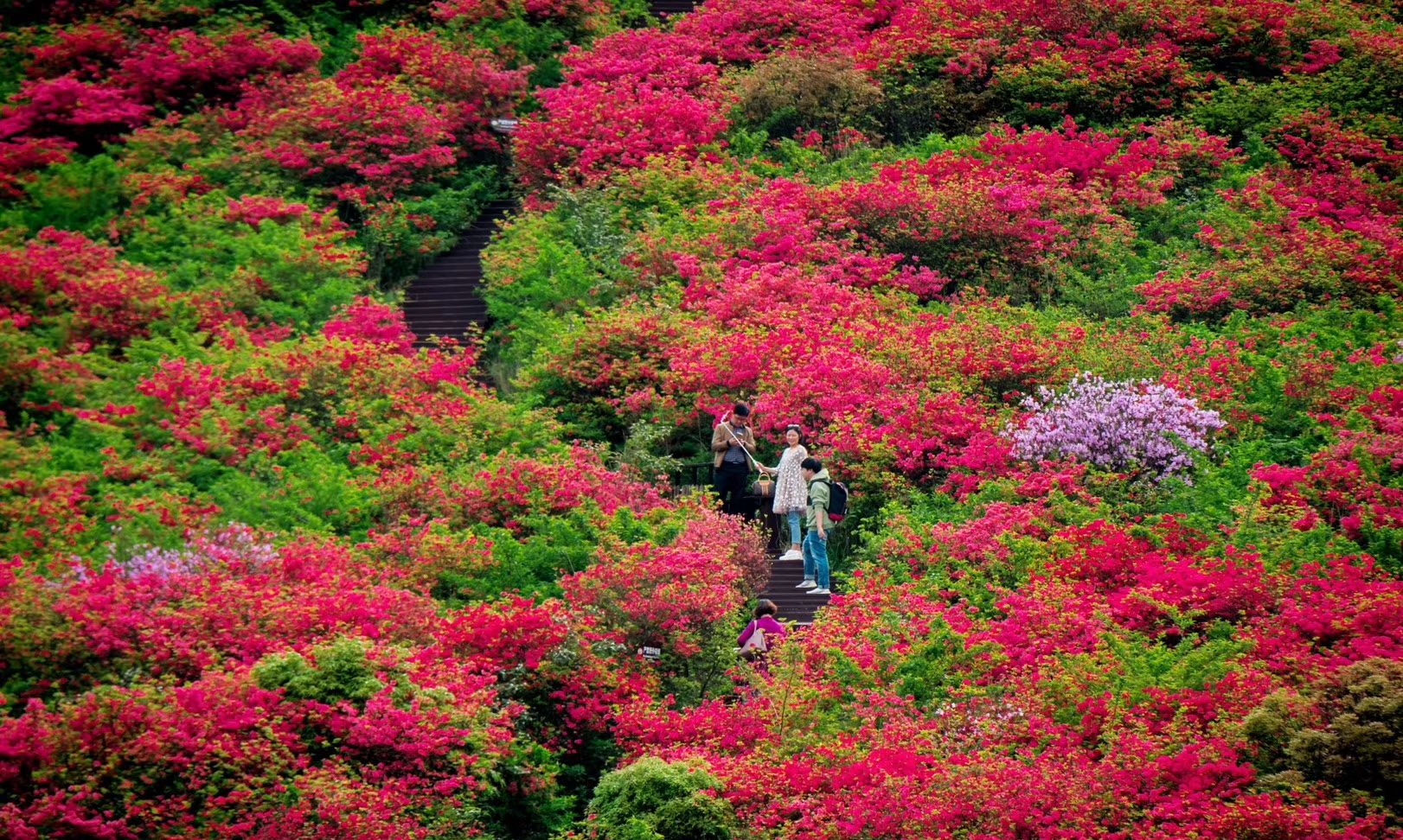 花径 半山腰杜鹃花海俯瞰城市 登山赏花路线