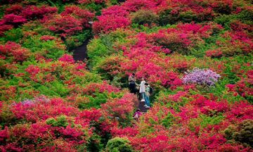 花径 半山腰杜鹃花海俯瞰城市 登山赏花路线