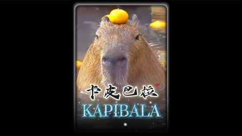 卡皮巴拉吃播达人 水豚泡澡吃草解压视频画面