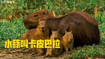 卡皮巴拉吃播达人 动物园水豚群聚抢食实拍
