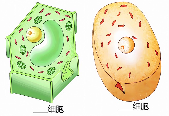 初中生物动植物细胞结构对比图
