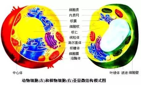 初中生物细胞各结构功能示意图