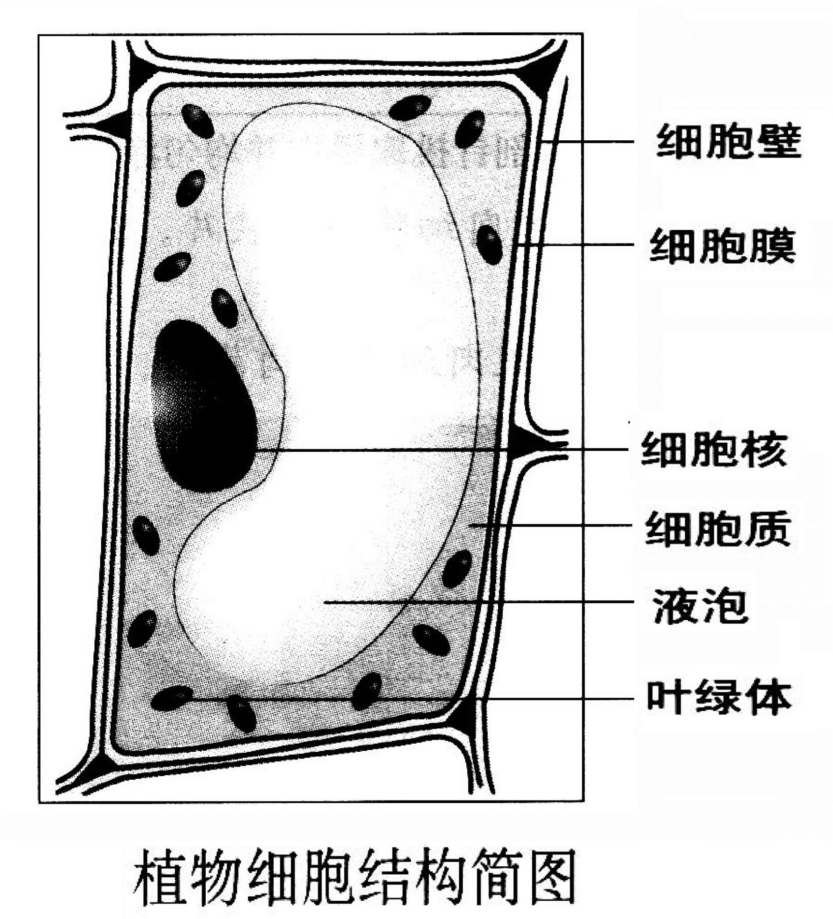 初中生物显微镜下细胞结构观察图