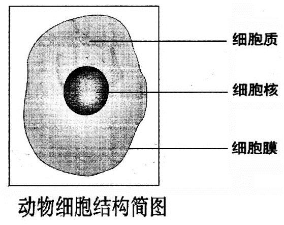 初中生物细胞结构知识点归纳图解