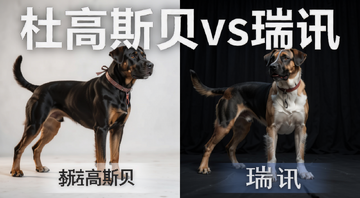 �Ÿ�˹������Ѷ�Ա�,����ע�����Ÿ�˹��vs��Ѷ��