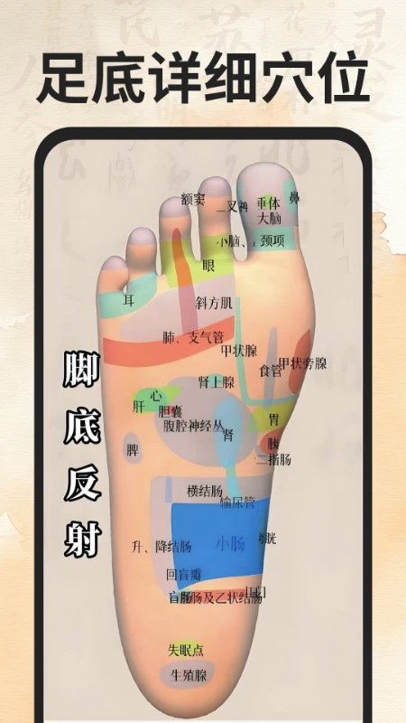 穴位经络图谱最新版v1.0.5安卓版截图2