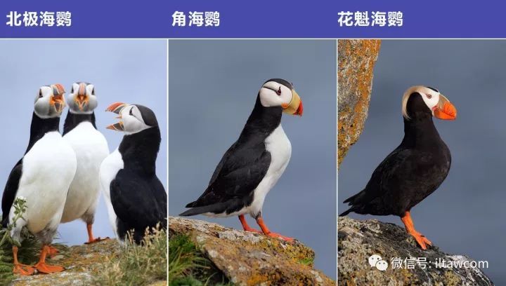 海烈鸟真实外形特征图片大全