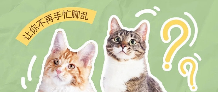 养宠记新手养猫第一年避坑经验分享配图