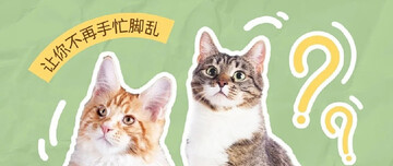 养宠记新手养猫第一年避坑经验分享配图