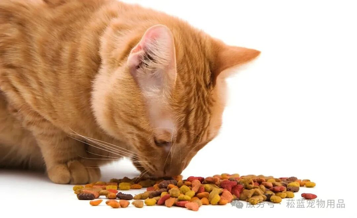 养宠记猫粮挑选换粮过渡注意事项配图