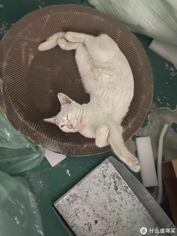 养宠记猫咪日常护理健康观察配图