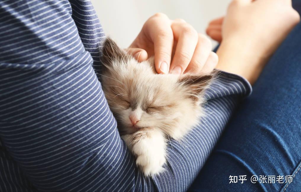 花猫日常养护小技巧让猫咪更健康可爱