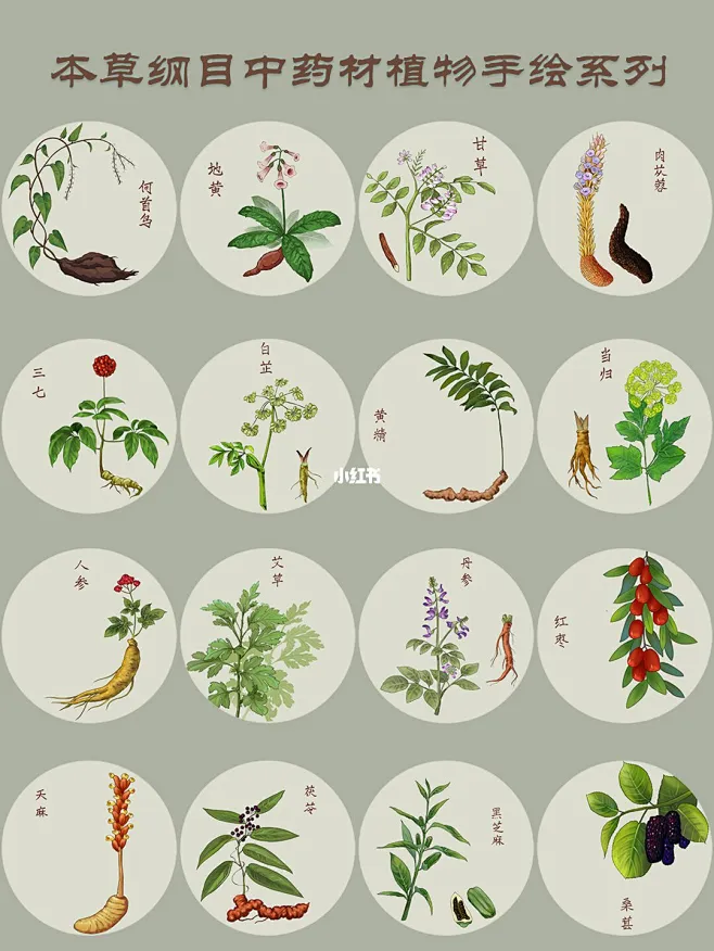本草纲目百病主治药章节 中药材生姜大枣插图