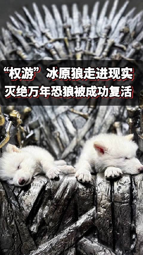 冰原狼 史塔克家族 冰原狼灭绝之谜 生存现状 配图