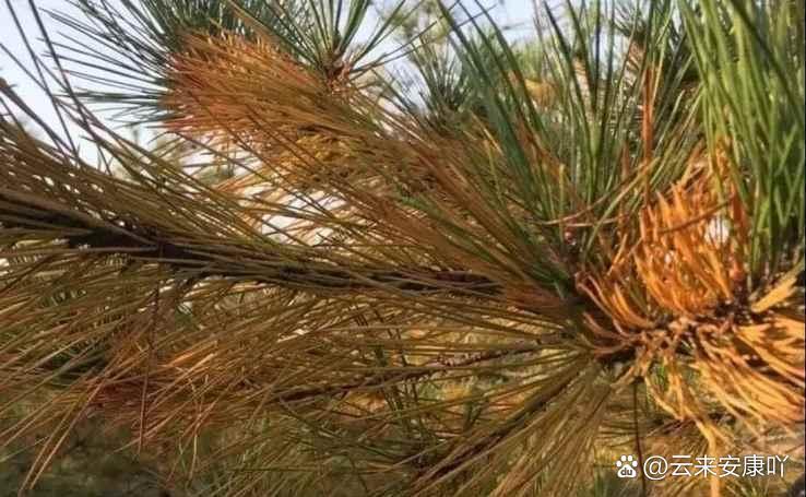 我的小松施肥与病虫害防治 小松日常养护