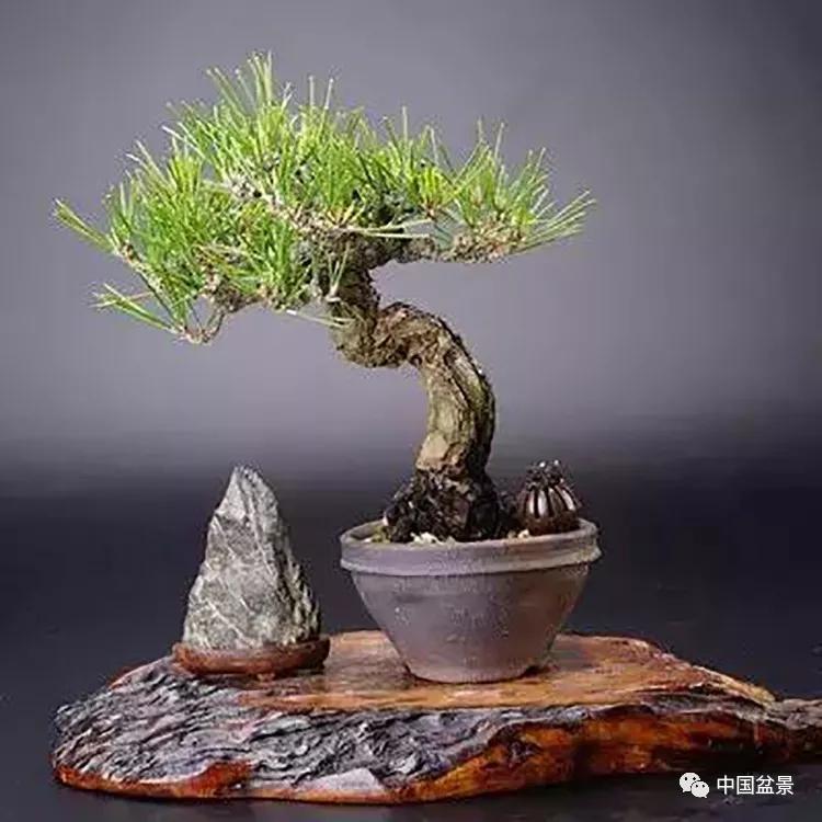 我的小松三年成长对比 小松盆栽造型欣赏