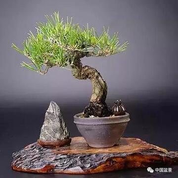 我的小松三年成长对比 小松盆栽造型欣赏