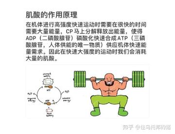 健身怪兽增肌饮食搭配与营养补充参考图