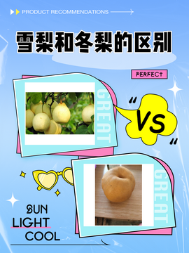 冬梨最新版运行速度实测对比
