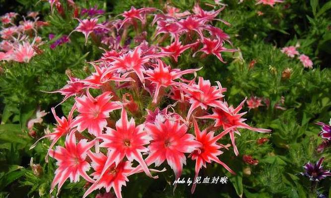 花禄花语含义解读 花禄守候福气配图