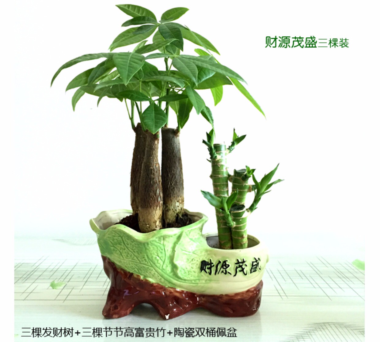 花禄与发财树富贵竹对比 花禄盆栽配图