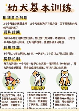 小狗报到第一天到家后如何让幼犬适应新环境 减少应激反应