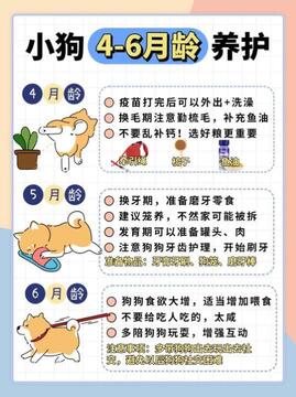小狗报到第一天家里有小孩或其他宠物怎么隔离 新手注意事项