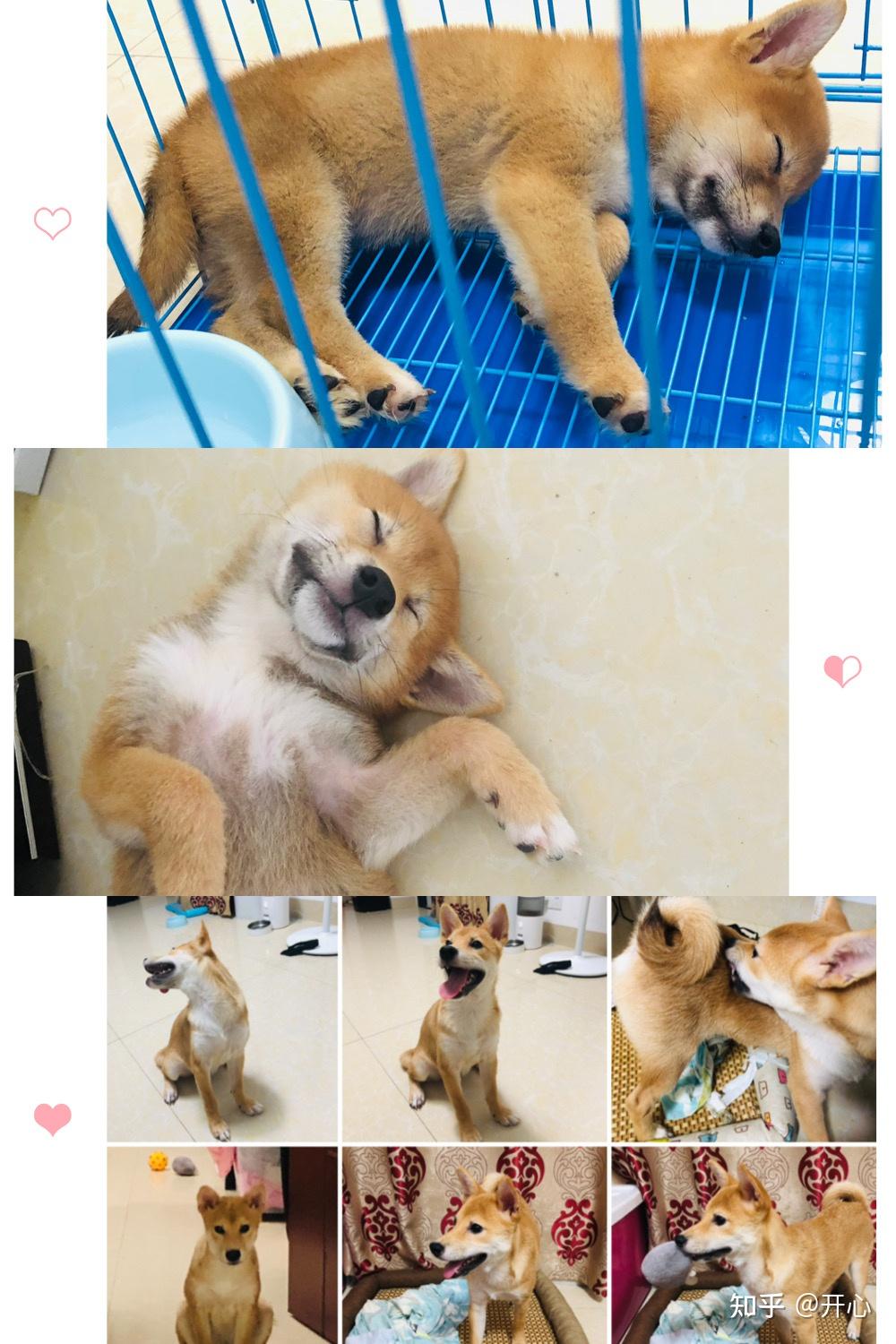 小狗报到第一晚幼犬一直叫怎么办 新手如何安排睡觉和笼养