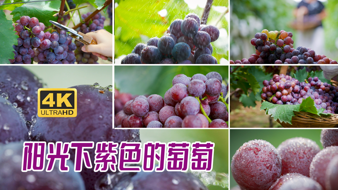 紫葡萄视频在线观看高清资源推荐 全面整理可用渠道
