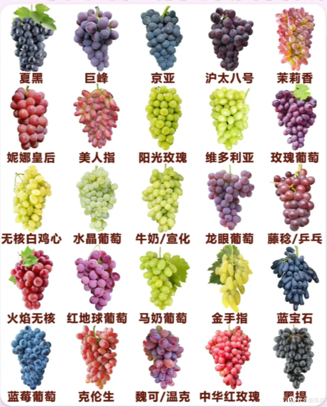 紫葡萄视频平台类型与资源分类介绍