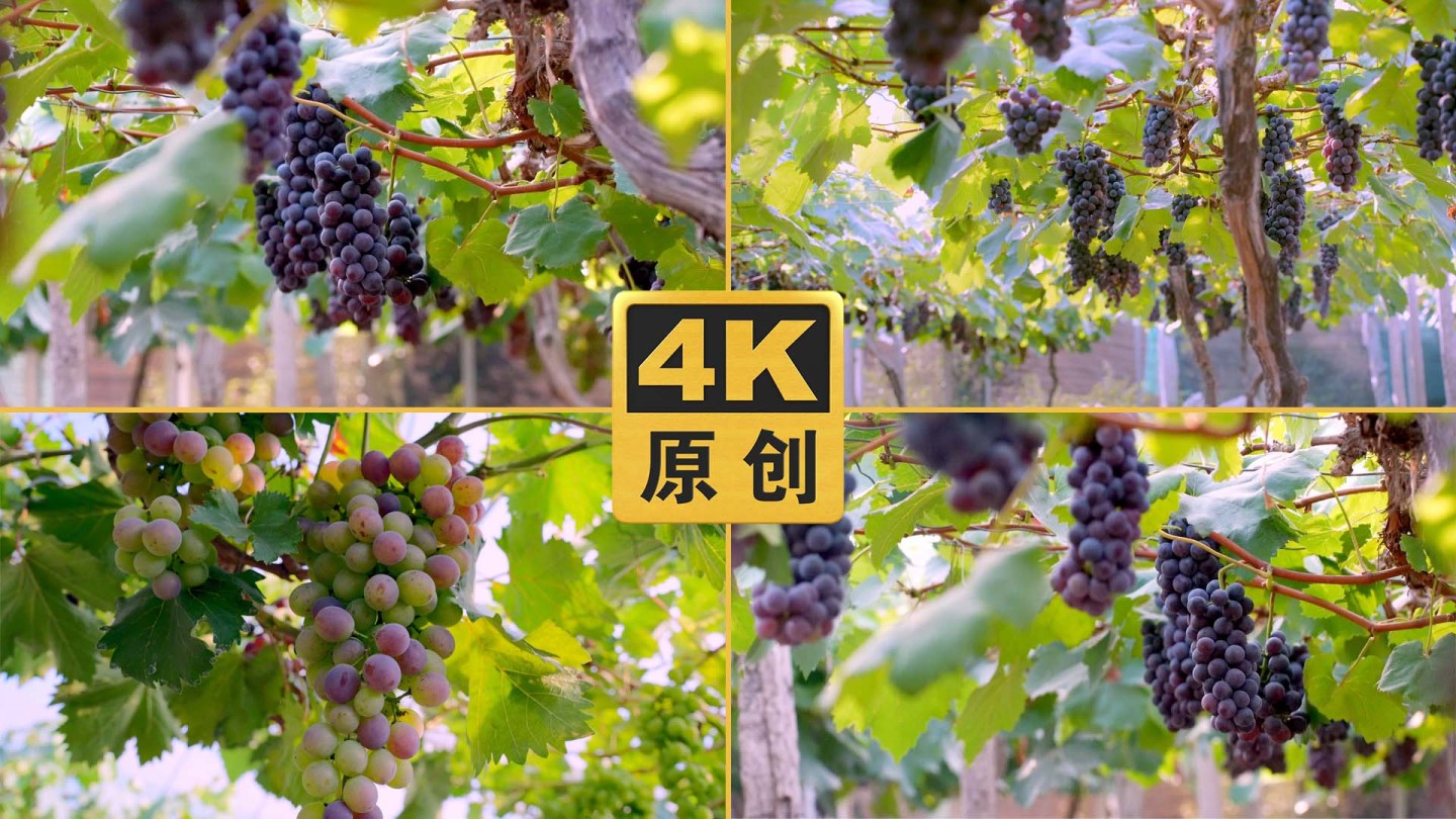 紫葡萄视频高清资源搜索技巧与渠道对比