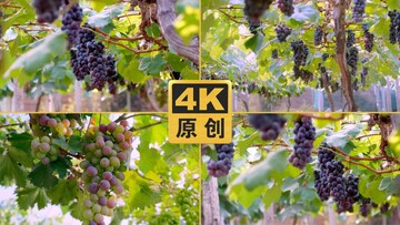 紫葡萄视频高清资源搜索技巧与渠道对比
