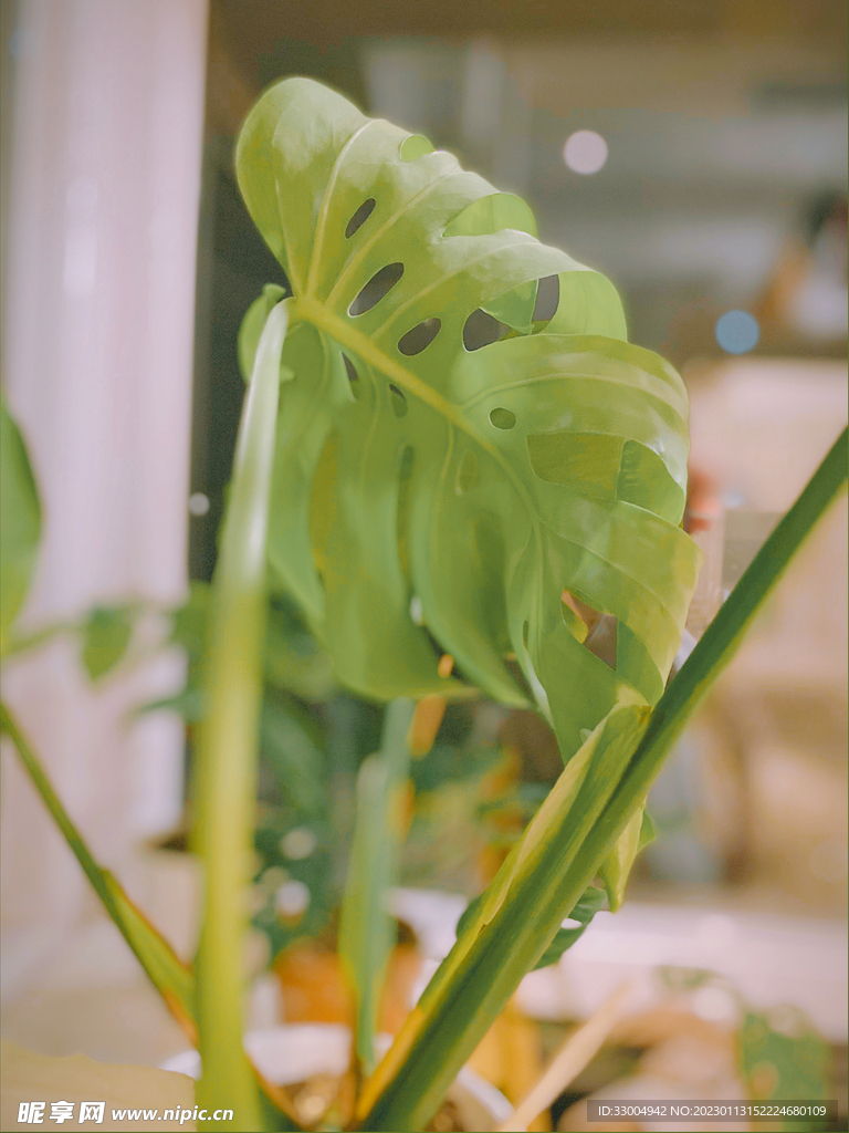 此天收藏生活美学 龟背竹鲜切枝绿植家居搭配