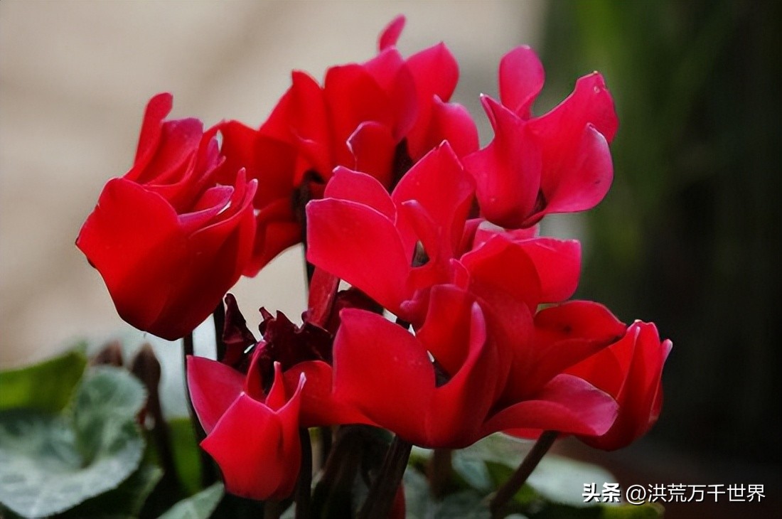 花禄是什么花 花禄花语寓意全解析 新手养花禄必看