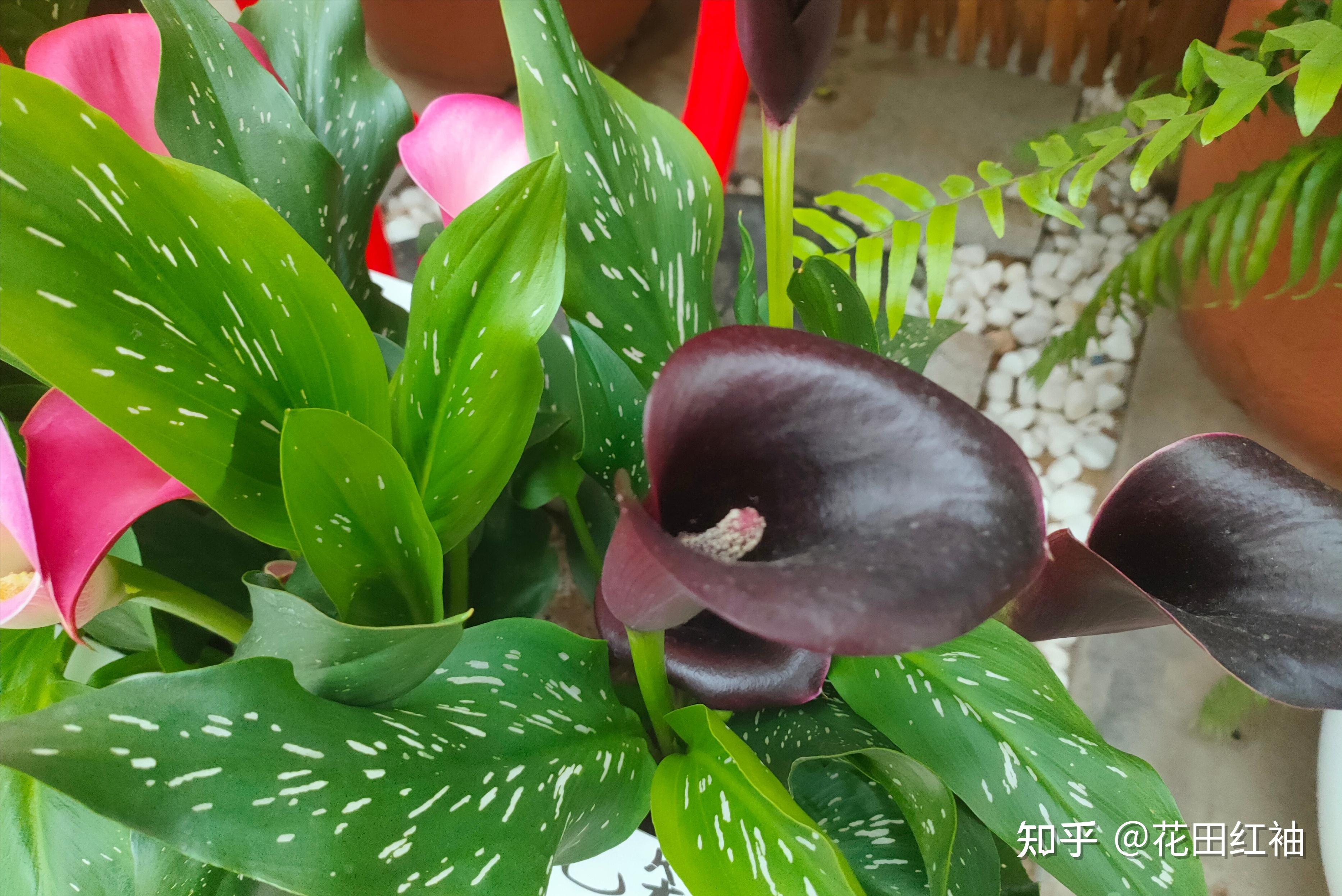 花禄怎么养 花禄养护技巧 花禄浇水光照注意事项