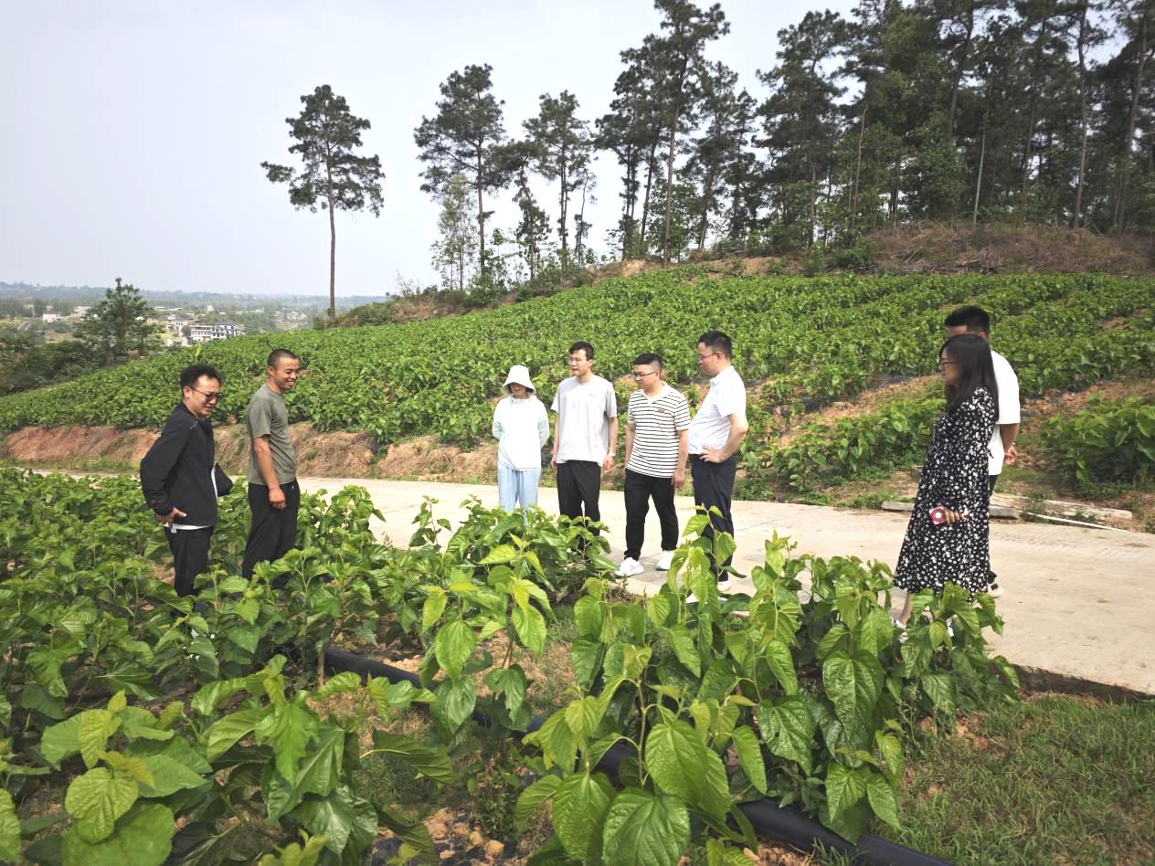 岐黄药圃 选地整地 中药材种植场景图