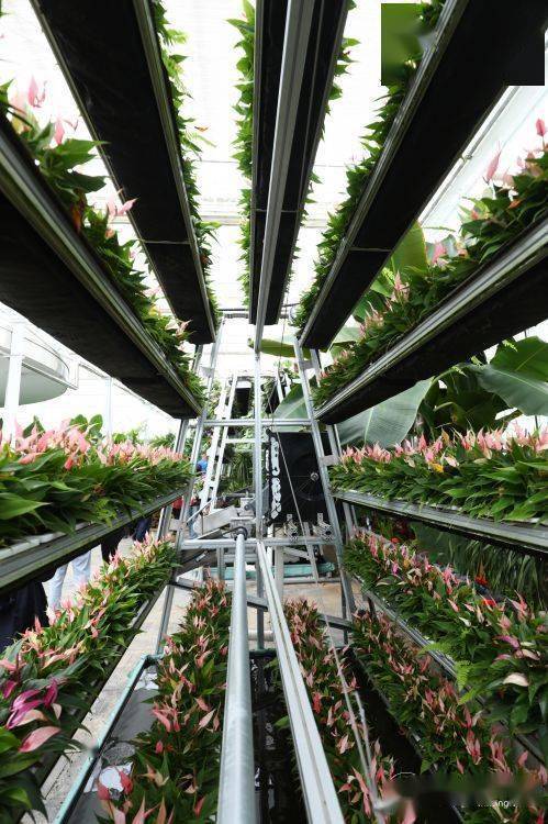 花乡花最新版使用体验场景图